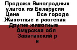 Продажа Виноградных улиток из Беларусии › Цена ­ 250 - Все города Животные и растения » Другие животные   . Амурская обл.,Завитинский р-н